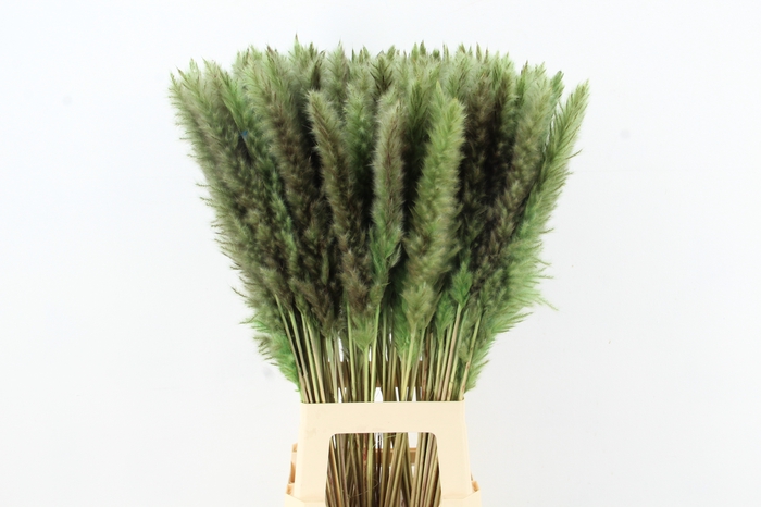 <h4>DF Pampas Silvy Mint Green</h4>