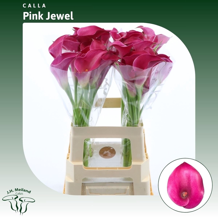 <h4>Calla Pink Jewel</h4>