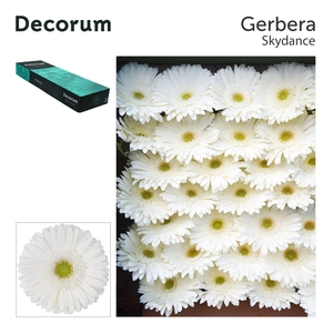 Gerbera Skydance Doos