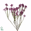 Cape green erica corifolia