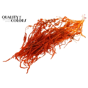 Hang Amaranthus ±70cm Preserved per bunch Bleached Orange