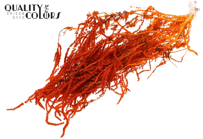 <h4>Hang Amaranthus ±70cm Preserved per bunch Bleached Orange</h4>
