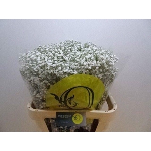 GYPS XLENCE 30 GR.