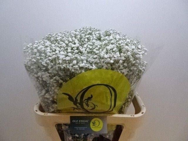 <h4>GYPS XLENCE 30 GR.</h4>