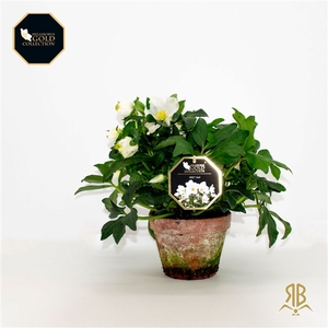 Helleborus HGC Joël XXL P15 steen