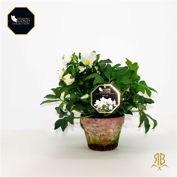 <h4>Helleborus HGC Joël XXL P15 steen</h4>