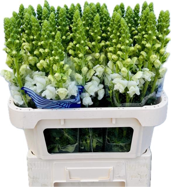 <h4>ANTIR AVIGNON WHITE</h4>