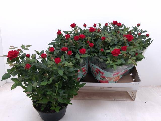 <h4>RO FAV RO RED</h4>