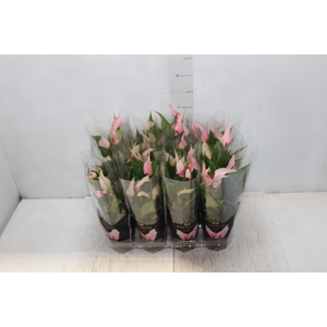 ANTHURIUM LILLI P09 PREMIUM