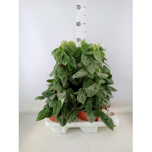 Scindapsus pictus 'Silvery Ann'