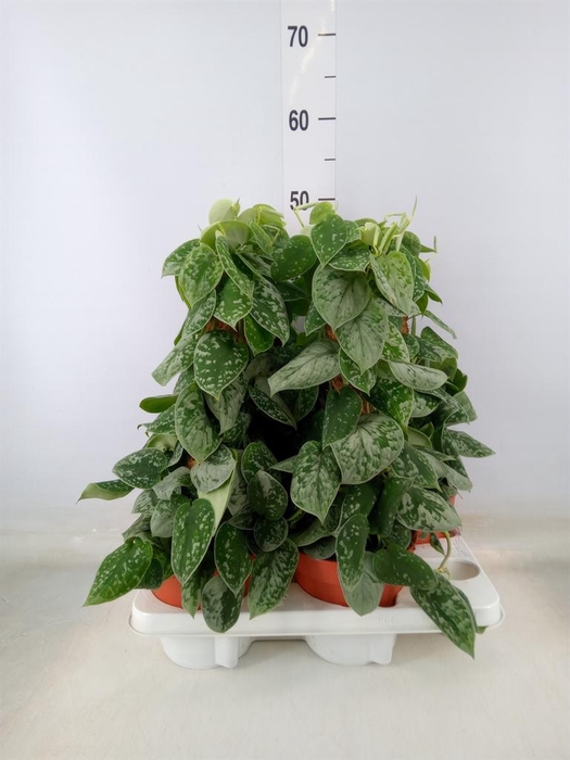 <h4>Scindapsus pictus 'Silvery Ann'</h4>