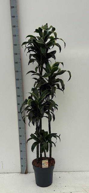 <h4>DRA COMP DORADO</h4>