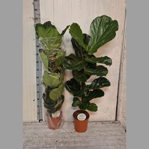 FICUS LYRATA