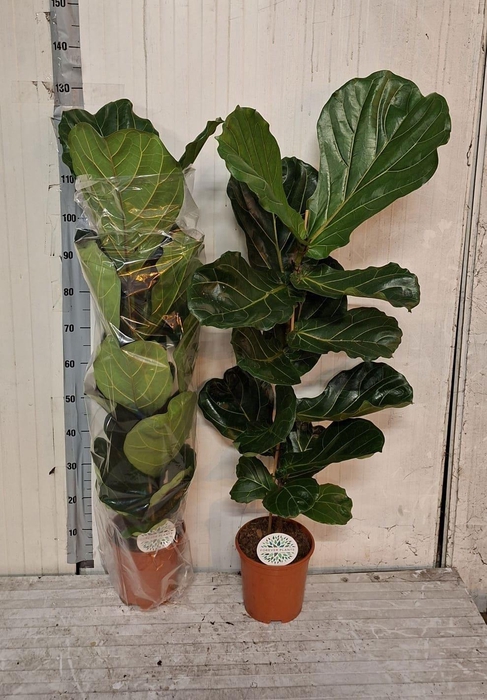 <h4>FICUS LYRATA</h4>