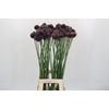 Allium Forelock