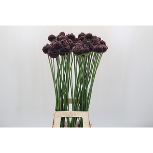 Allium Forelock