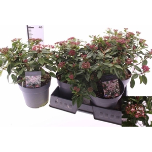 VIBU TINUS GWENLLIAN