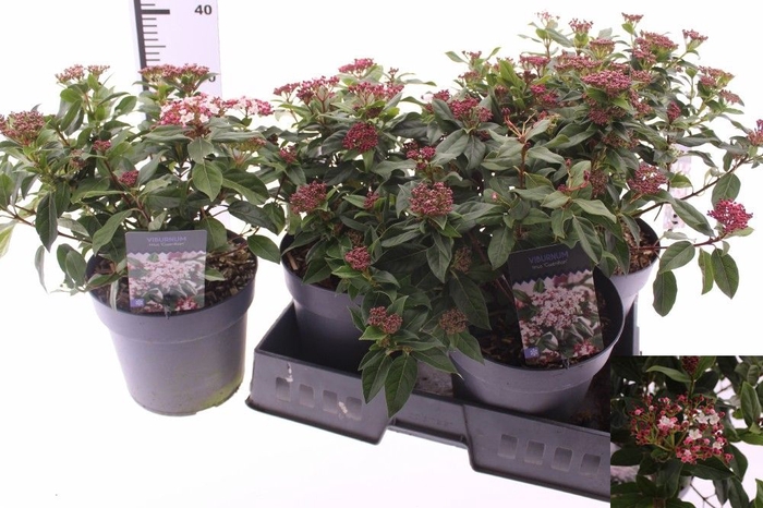 <h4>VIBU TINUS GWENLLIAN</h4>