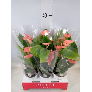 Anthurium andr. 'Spirit'