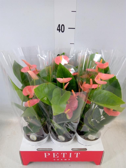 <h4>Anthurium andr. 'Spirit'</h4>