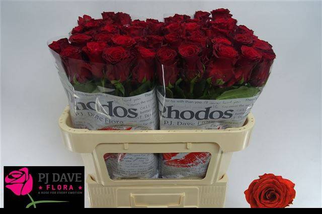 <h4>Rosa large rhodos</h4>