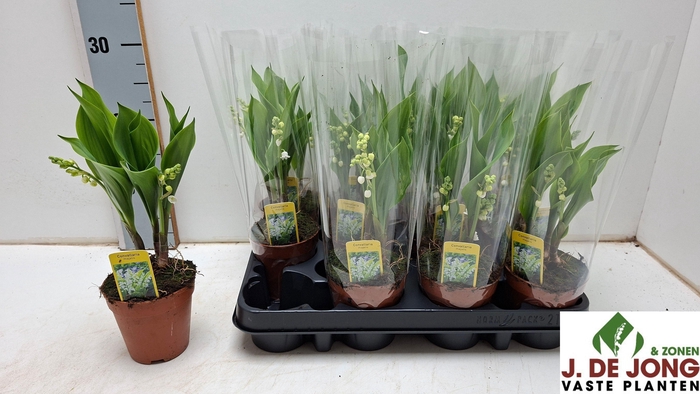 <h4>CONVALLARIA MAJALIS</h4>