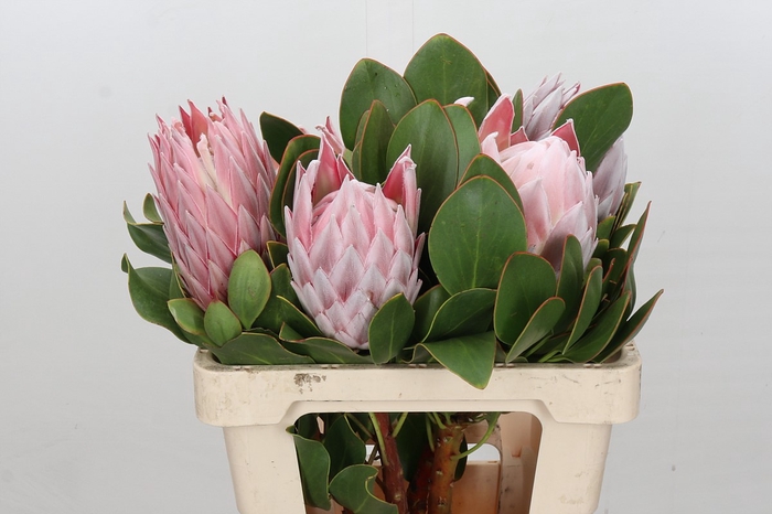 <h4>Protea Cynaroides</h4>