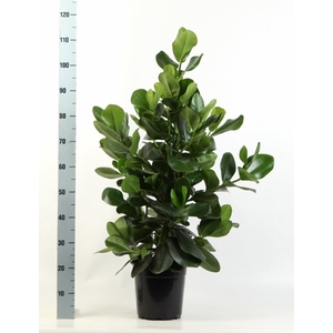 Clusia Rosea 24Ø 115cm 3pp