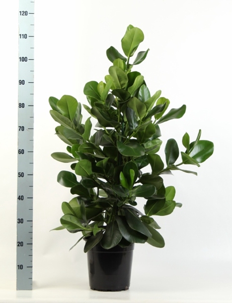 Clusia Rosea 24Ø 115cm 3pp