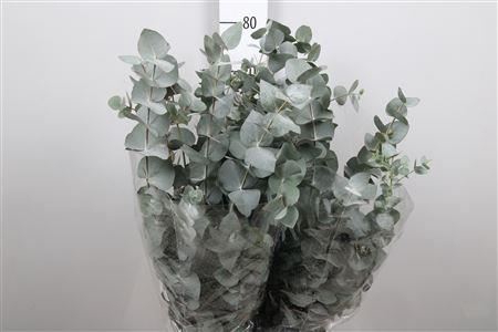 <h4>Euc Cinerea Extra</h4>