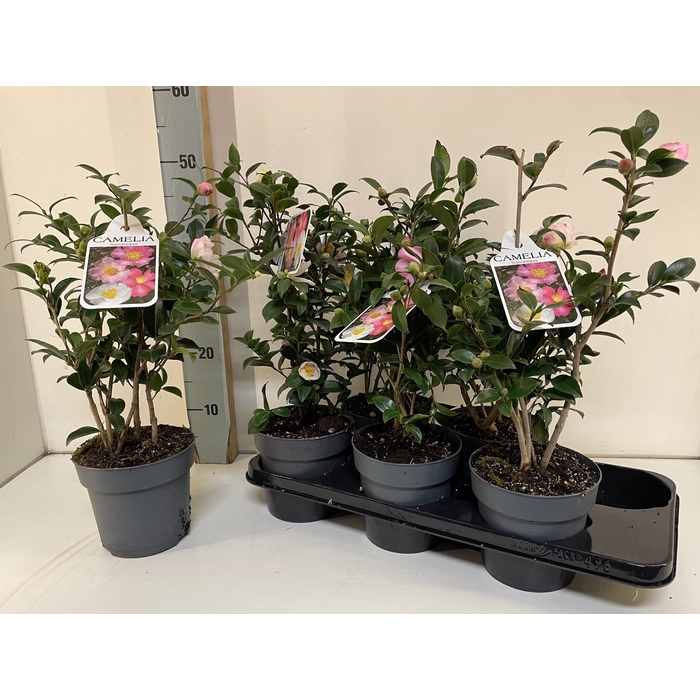 <h4>Camellia japonica 'Mathotiana Rosea'</h4>