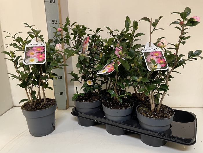 Camellia japonica 'Mathotiana Rosea'