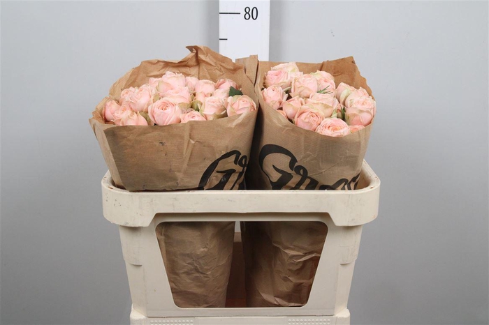 <h4>R Tr Lady Ella</h4>