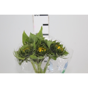 GIRASSOL 070 CM