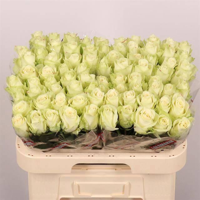 <h4>R GR ATHENA</h4>