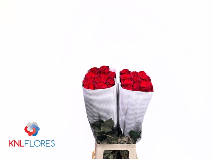 <h4>R GR FREEDOM</h4>