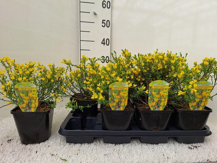 <h4>CYTI B OSIRIS</h4>