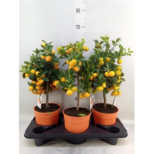 Citrus   ...