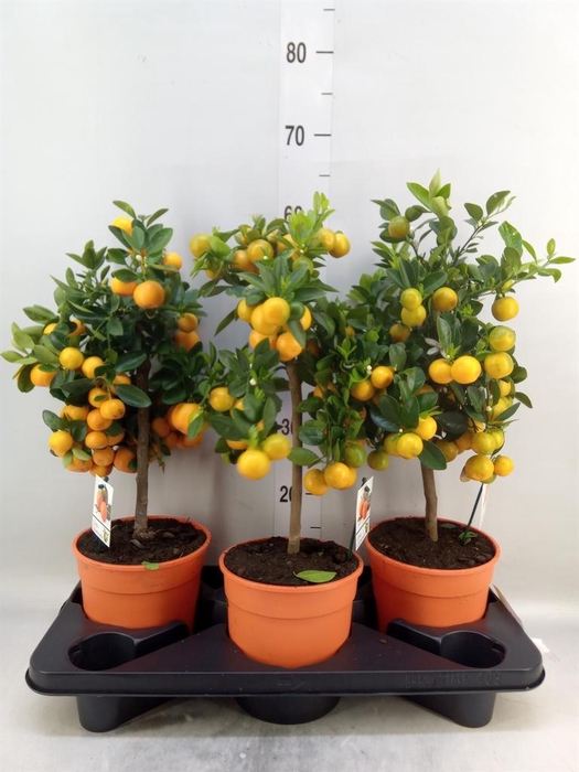 <h4>Citrus   ...</h4>