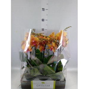Phalaenopsis   ...orange