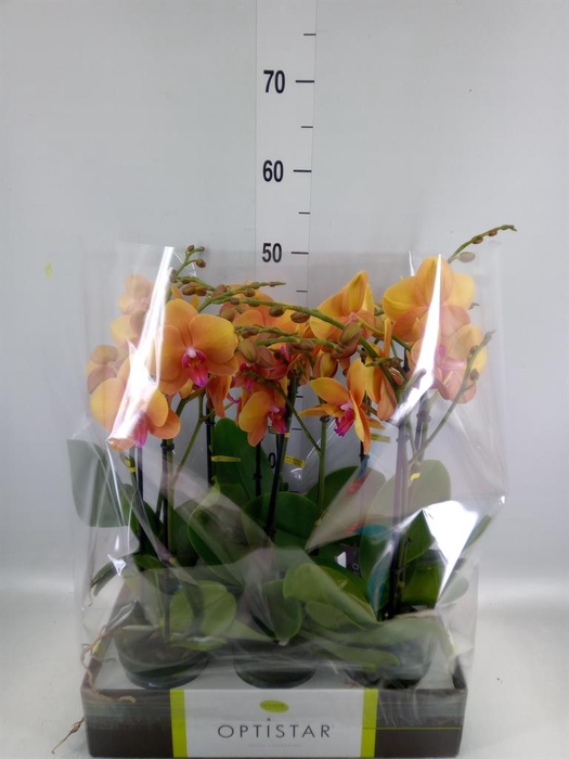 <h4>Phalaenopsis   ...orange</h4>
