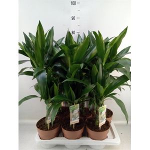 Dracaena frag. 'Janet Craig'