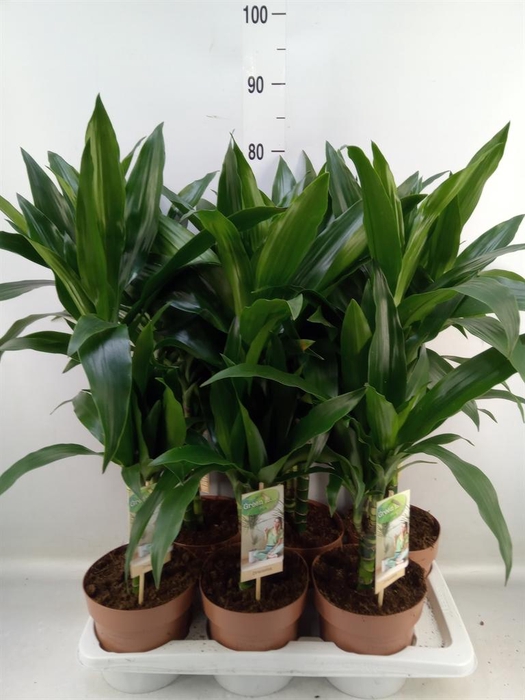 <h4>Dracaena frag. 'Janet Craig'</h4>