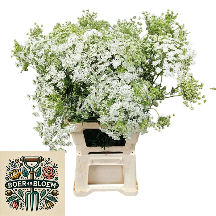 <h4>AMMI VISNAGA</h4>