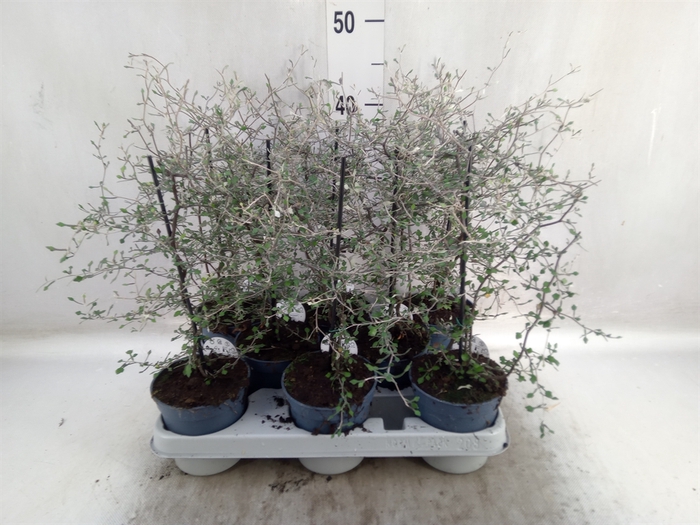 <h4>Corokia cotoneaster</h4>