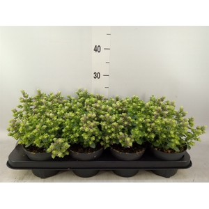 Origanum vulgare