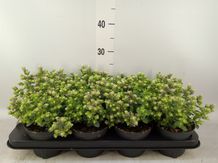 <h4>Origanum vulgare</h4>