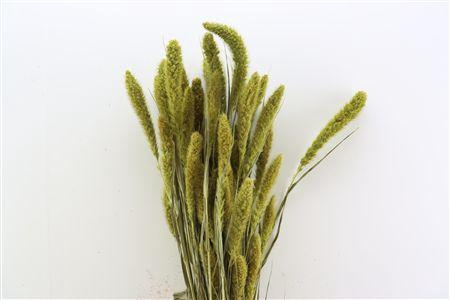 <h4>Dried Setaria Apple Green Bunch</h4>