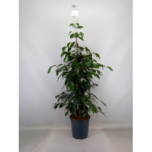 Ficus benja. 'Danielle'