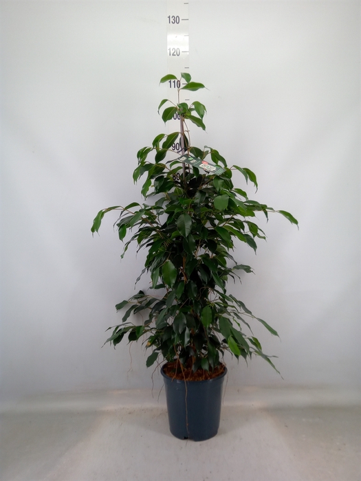 <h4>Ficus benja. 'Danielle'</h4>